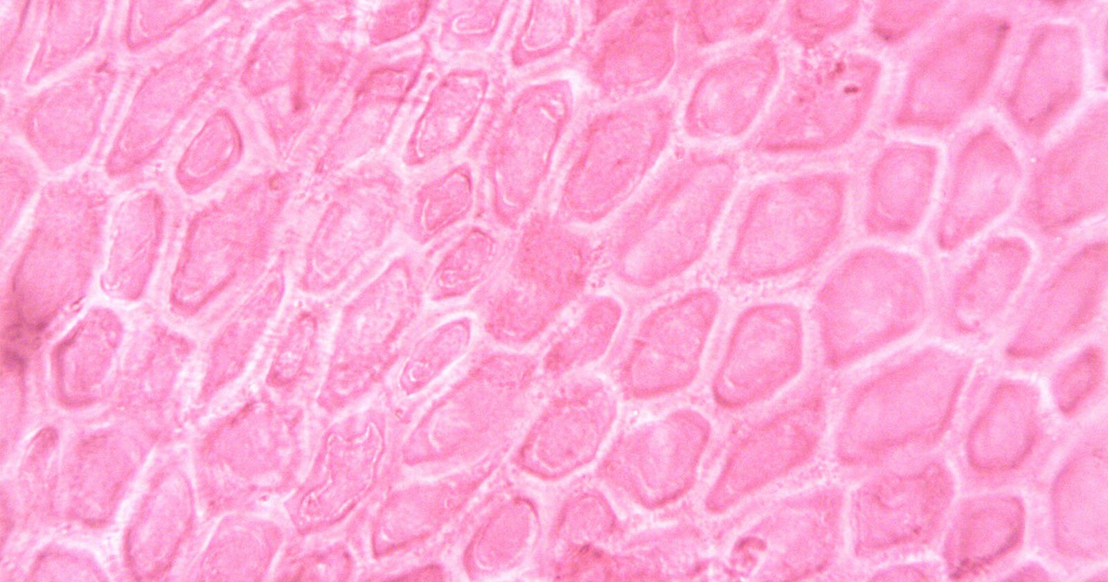 Scientists Warns That AI Images May Cause Havoc in Medical Research