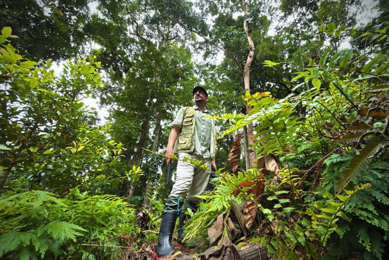 A person wearing outdoor gear and rubber boots stands in a lush, green forest surrounded by ferns and tall trees, looking upward. The sky is partly visible through the dense foliage above.