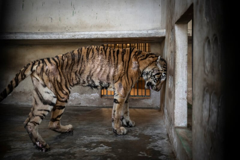 A thin, malnourished tiger stands in a barren concrete enclosure, pressing its head against the wall next to a small barred window, appearing distressed and confined.