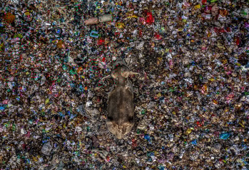 A cow lies on its side in the middle of a large pile of scattered garbage and plastic waste, viewed from above. The scene highlights environmental pollution and the impact on animals.