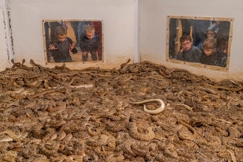 Several children look through windows at a large group of coiled rattlesnakes in a white enclosure, with one noticeably lighter-colored snake among them.