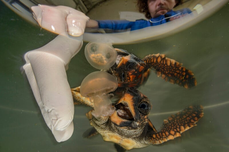 A person wearing a white glove feeds a jellyfish to a small sea turtle in water. The turtle’s reflection is visible on the water’s surface, and a person is blurred in the background.