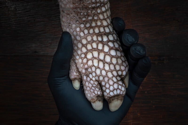 A gloved human hand gently holds the scaly, clawed paw of an animal, possibly a reptile or an armadillo, against a dark wooden background.