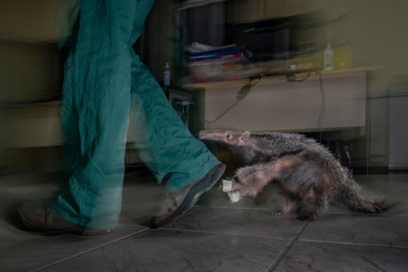 A small anteater follows closely behind a person wearing green pants and black shoes indoors, touching their leg with its paw. The scene appears slightly blurred, suggesting movement.