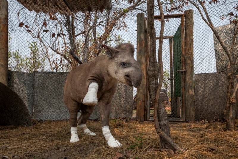 A young tapir with bandaged legs stands on straw in an enclosed outdoor area with a wire fence and wooden gate, surrounded by bare trees.