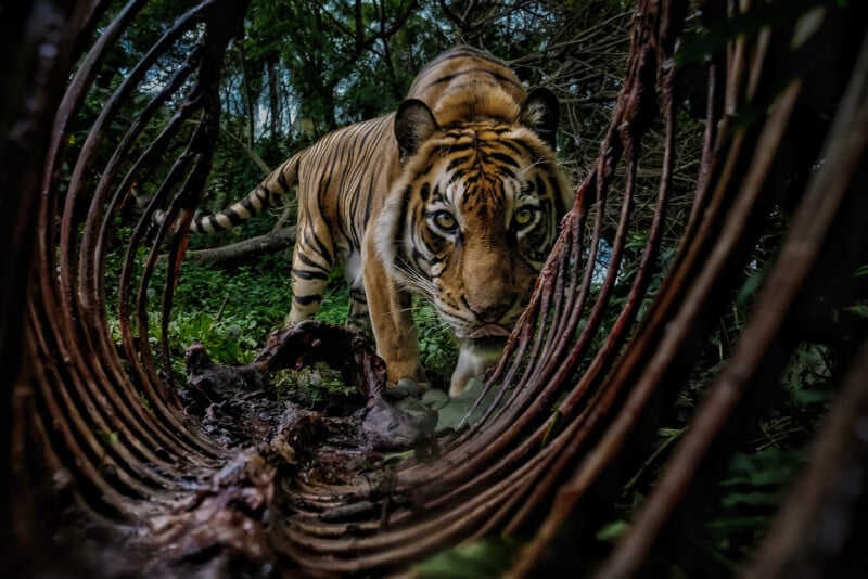 A tiger prowls through a dense forest, seen through the curved ribs of a large animal skeleton lying on the ground, creating a dramatic and intense perspective.