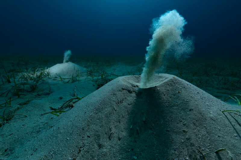 Underwater scene showing two conical mounds of sand with plumes of sand being ejected from the tops, set on a sandy seabed with patches of seagrass in the background.