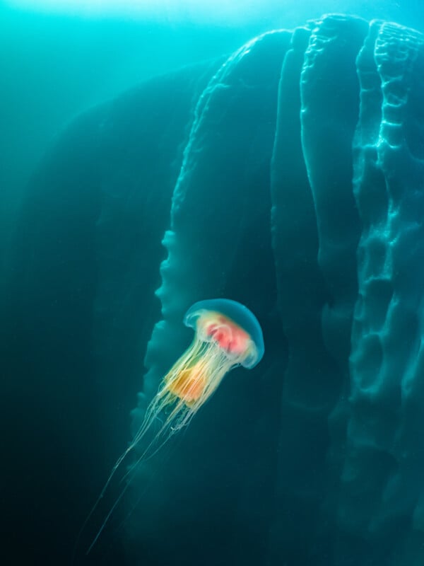 A colorful jellyfish with long, trailing tentacles swims near the massive, textured body of a whale underwater, bathed in soft blue-green light.