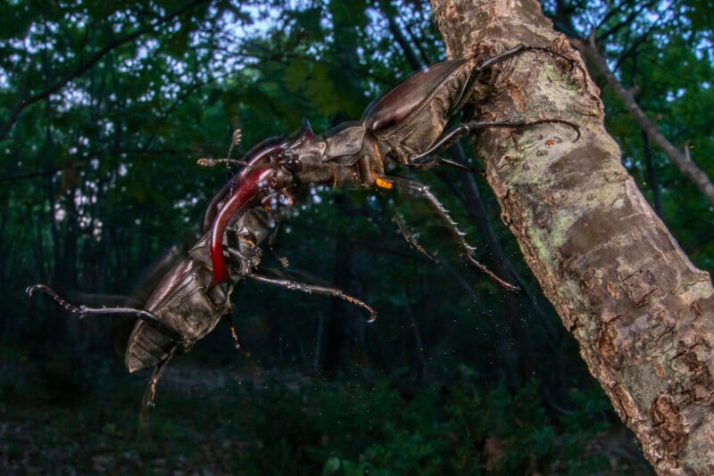 Two large stag beetles fight on the side of a tree trunk in a forest, using their prominent mandibles to grapple with each other. The background is filled with green foliage in dim, natural light.