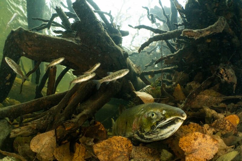 A large fish rests among fallen leaves and twisted underwater roots, while several smaller fish swim nearby in murky water.