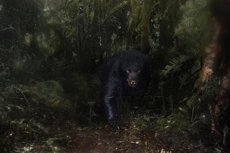 A wet, black bear with bared teeth stands on a forest floor, surrounded by dense, dark-green vegetation in a misty, shadowy jungle setting.