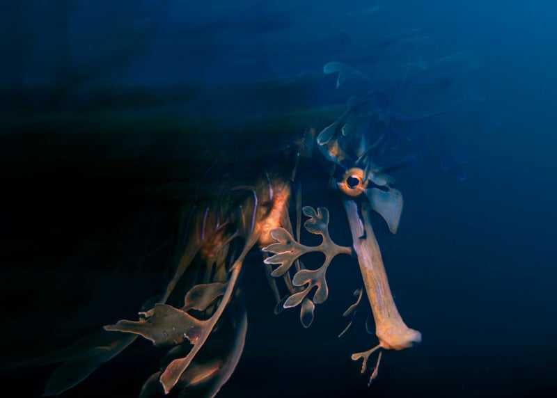 A leafy sea dragon with delicate, leaf-like appendages blends into the dark blue underwater surroundings, resembling floating seaweed.