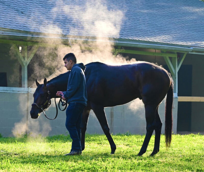 A person leads a dark horse through grass on a sunny morning, with steam rising from the horse’s back, in front of a stable building.