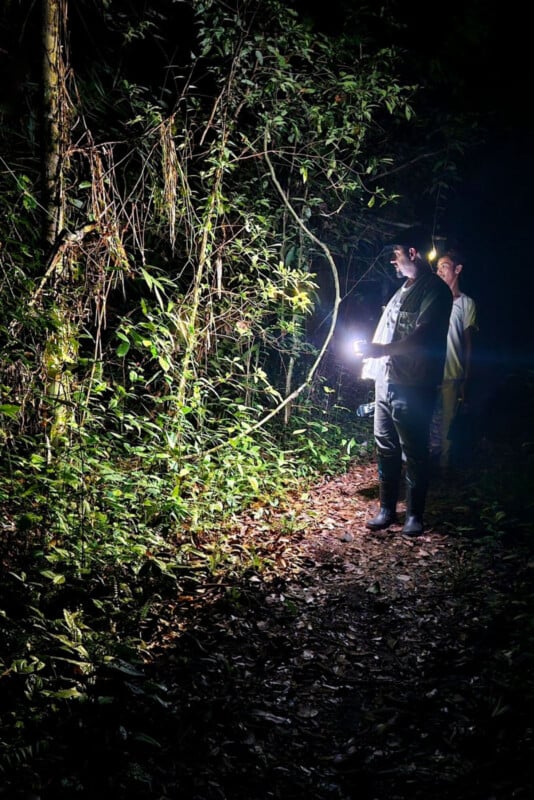 Two people walk on a forest trail at night, shining flashlights on dense green foliage. The scene is illuminated by their lights, highlighting leaves and branches against the darkness.