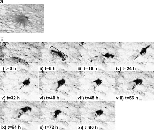 (a) Close-up of a small marine organism on sand. (b) Twelve time-lapse images labeled t=0 to t=80 hours show the organism’s progressive movement trails across sandy substrate over several hours.