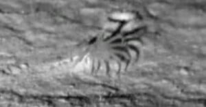 A blurry, black-and-white image shows a crab-like creature with multiple long legs and pincers on a rough, textured surface. The scene appears to be captured at night or in low light.