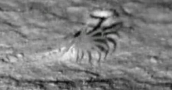 A blurry, black-and-white image shows a crab-like creature with multiple long legs and pincers on a rough, textured surface. The scene appears to be captured at night or in low light.