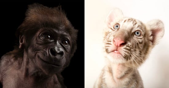 A split image shows a baby gorilla with dark fur and expressive eyes on the left, and a white tiger cub with blue eyes and light fur on the right, both facing forward against plain backgrounds.