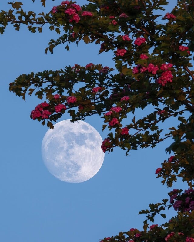 Branches with clusters of pink flowers frame a bright, nearly full moon against a clear blue sky.