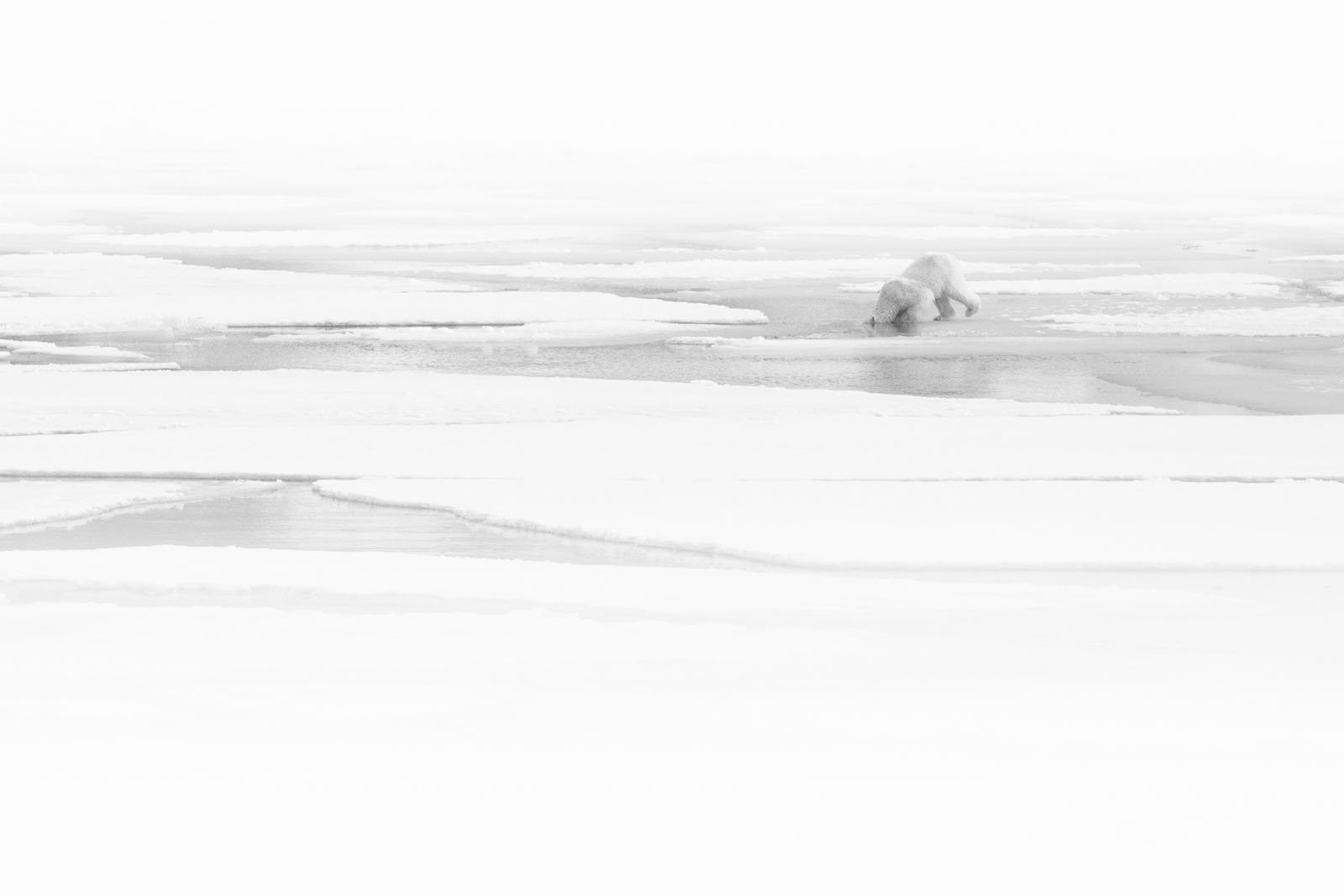 A polar bear stands near the edge of a patch of sea ice, surrounded by vast, snowy ice sheets and water, blending into the stark, white Arctic landscape.