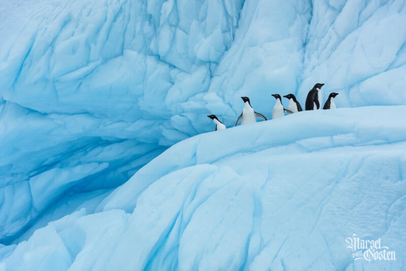 Six emperor penguins stand in a row on a blue, icy ridge with textured snow and ice formations in the background.