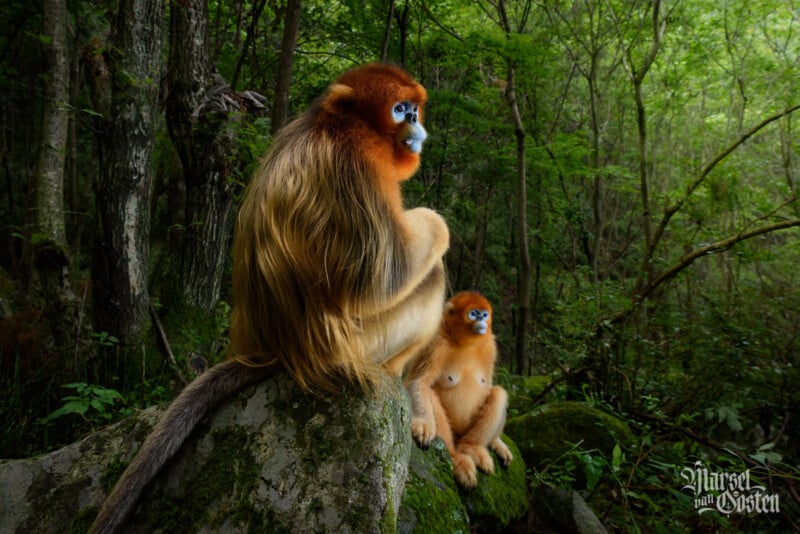 Two golden snub-nosed monkeys sit on mossy rocks in a lush green forest. One monkey sits upright and alert while the other sits behind, partially obscured by foliage. The scene is serene and natural.