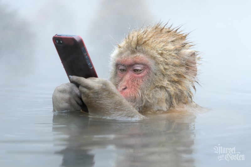A wet monkey sits in hot spring water, holding and intently looking at a red smartphone with both hands. Steam rises in the background, creating a misty atmosphere.