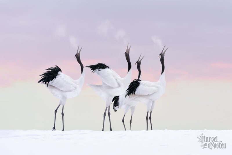 Four red-crowned cranes stand on snow, heads raised and beaks open, with visible breath in the cold air. The sky has soft pastel colors, blending pink, purple, and yellow.