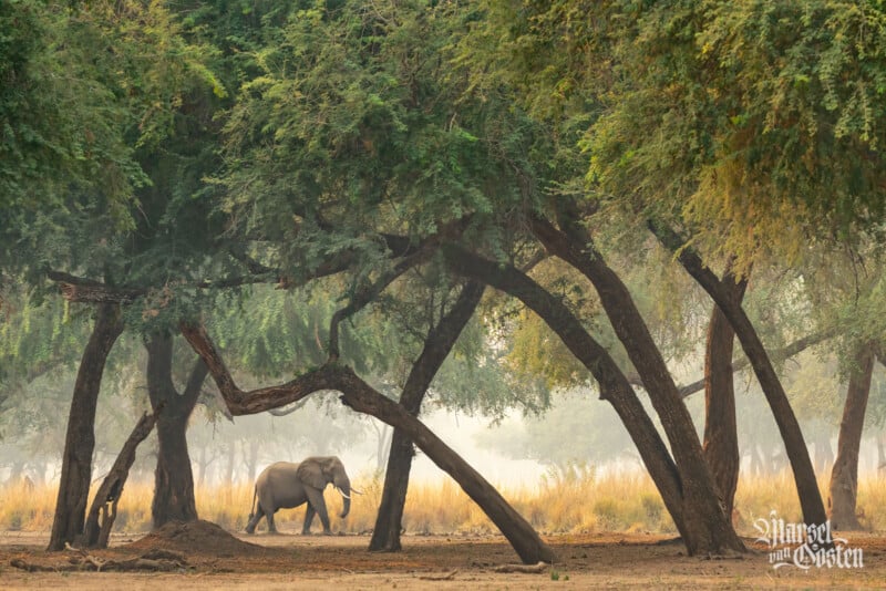 An elephant walks through a sunlit clearing under large, leafy trees with angled trunks in a misty, natural landscape. Light filters through the foliage, creating a serene, atmospheric scene.