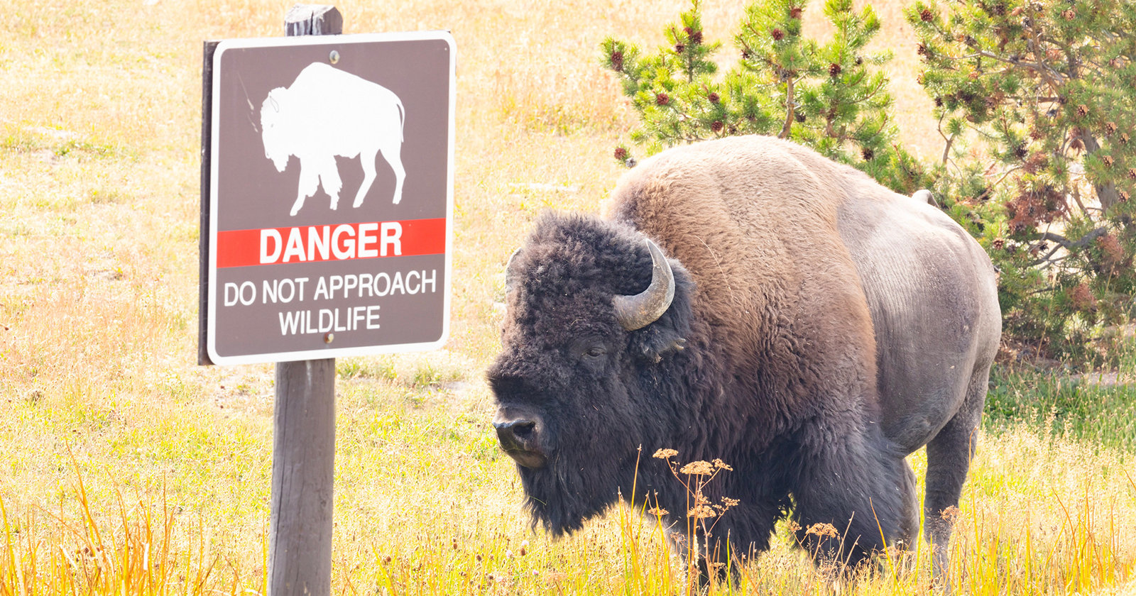 Another Yellowstone “Touron” Gored by Bison After Getting Too Close