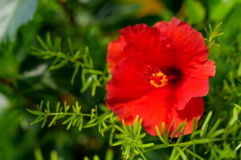 A vibrant red hibiscus flower in full bloom, surrounded by lush green foliage in a garden setting.