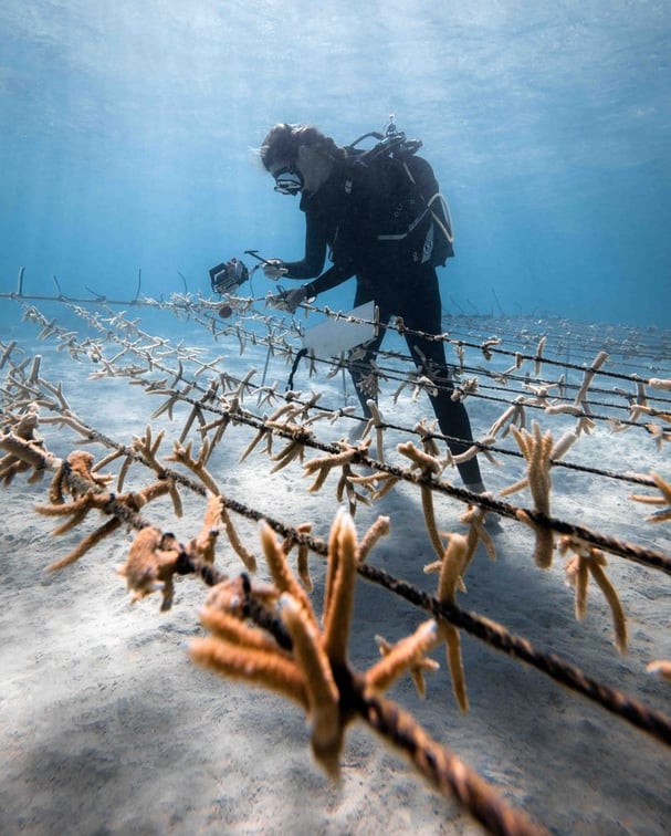 A scuba diver examines and photographs coral fragments growing on underwater ropes in a coral restoration project, with clear blue water and sunlight streaming down from above.