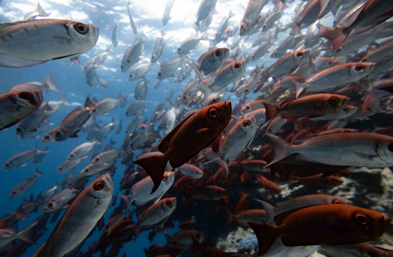 A large school of silvery and reddish-brown fish swims closely together in clear blue ocean water, with sunlight filtering down from above.