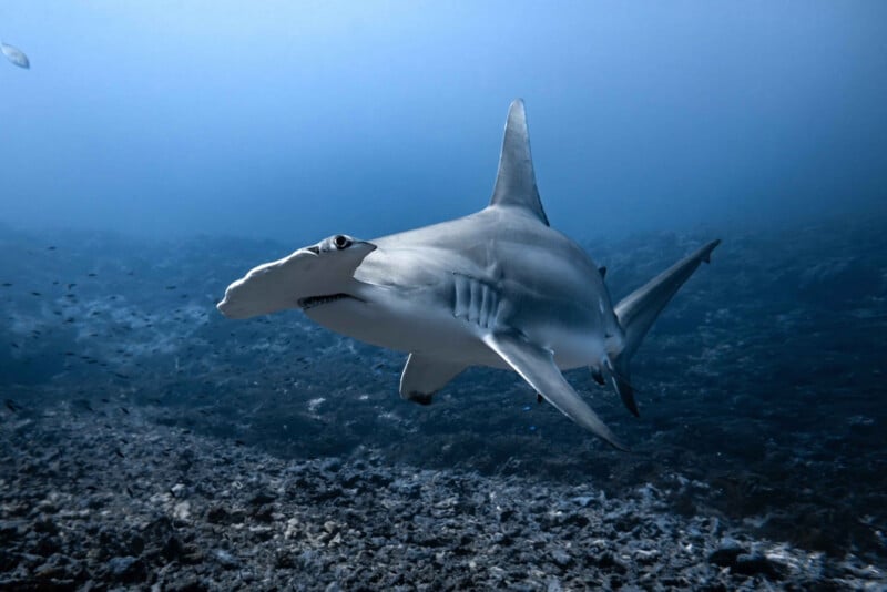 A hammerhead shark swims close to the ocean floor in clear blue water, with coral and rocks visible beneath it. The shark's distinctive wide, flat head is prominent in the image.