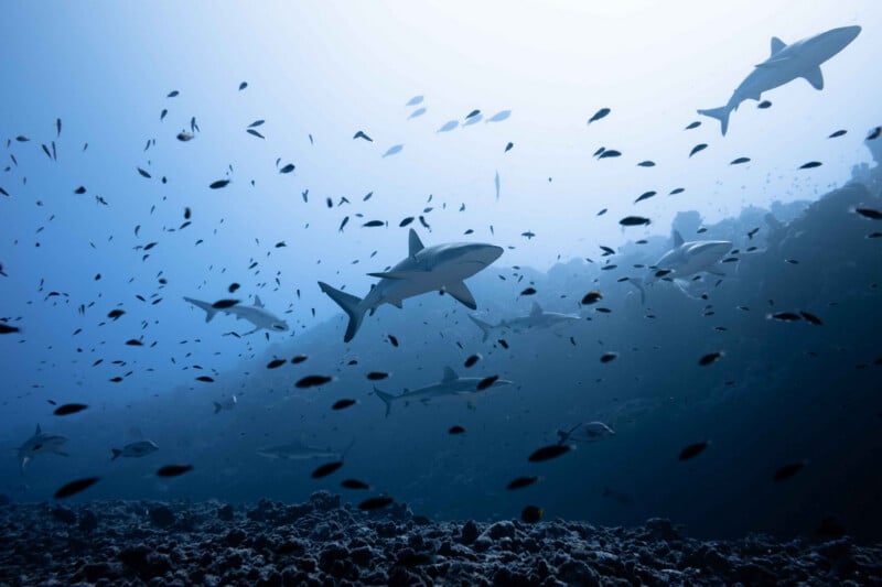 A group of sharks swim among many smaller fish over a rocky ocean floor, with a blue, slightly hazy underwater background.