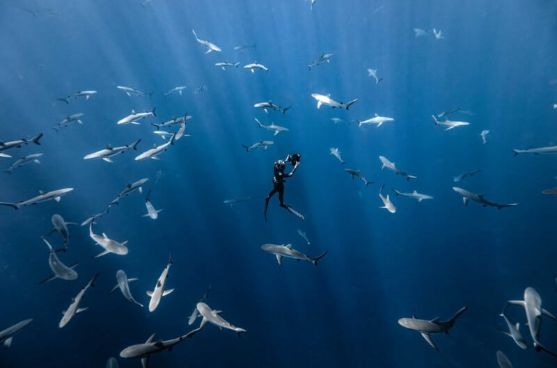 A scuba diver swims underwater surrounded by dozens of sharks, with sunlight streaming down through deep blue water.