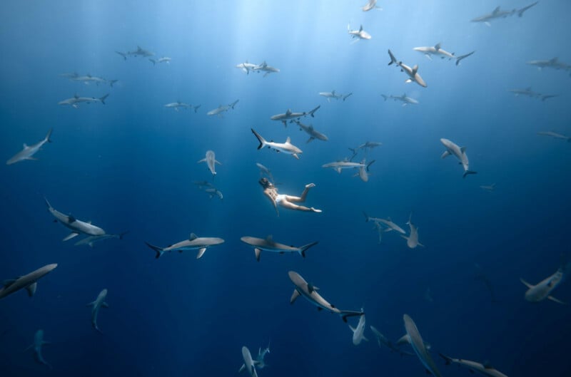 A person swims underwater in deep blue ocean, surrounded by dozens of sharks gliding through the water, with light rays streaming down from above.