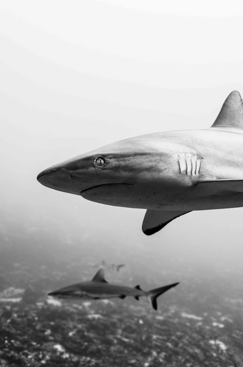 A black and white photo of two sharks swimming underwater, with one shark in the foreground and another in the background against a hazy, oceanic backdrop.