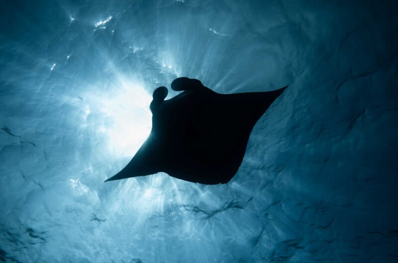 A silhouette of a manta ray glides underwater, seen from below against a bright sunlit surface with rays of light streaming through the water.