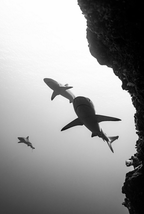 Black and white underwater photo showing three sharks swimming near a rocky cliff, viewed from below, with light filtering down from the surface above.
