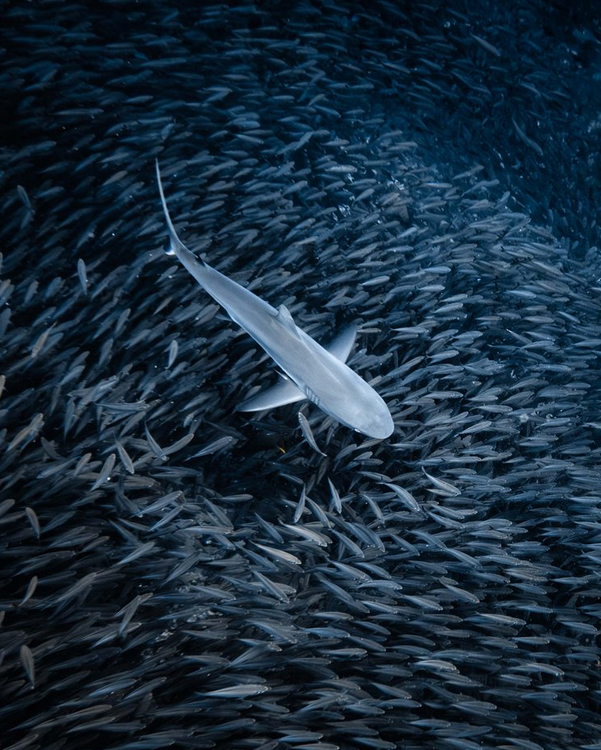 A single shark swims through a dense, swirling school of small fish in deep blue water, creating a striking contrast between the solitary predator and the tightly packed group.