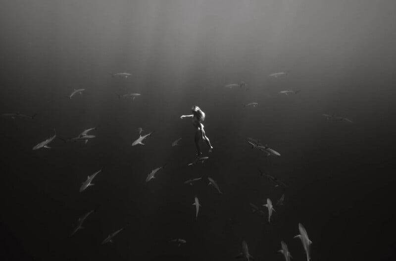 A person swims underwater, surrounded by a large group of sharks in deep, dark water. Sunlight filters down from above, creating a dramatic and intense scene.