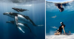 Left: Three humpback whales swim underwater in blue light. Right: A snorkeler in black gear floats above and sits near dolphins in clear, shallow water, with a bright surface reflection above.