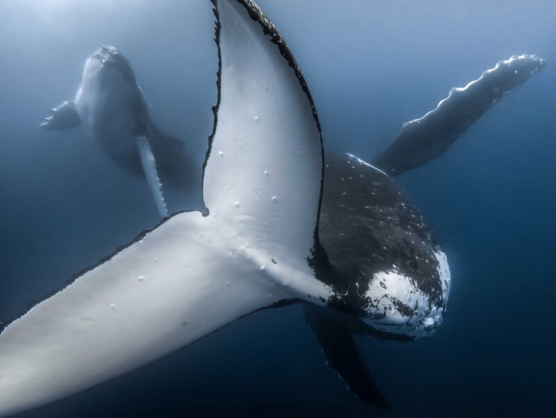 Two humpback whales swim underwater; one whale’s tail is close to the camera, showing textured white and black patterns, while the other whale is further in the blue, murky water background.