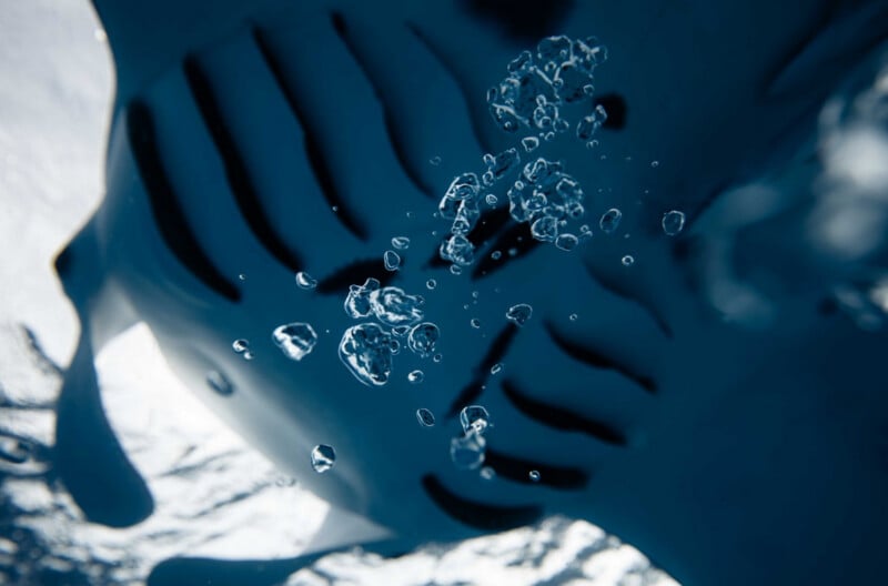 Close-up underwater view of a manta ray swimming, with bubbles rising toward the surface. The manta’s white underside and dark markings are visible beneath the water.
