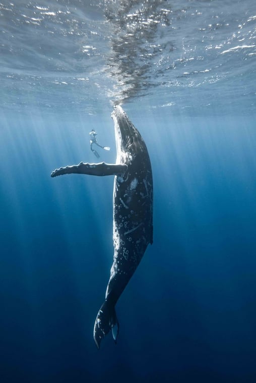 A large whale swims vertically toward the water's surface as a snorkeler floats nearby, both surrounded by clear blue water and rays of sunlight filtering down.