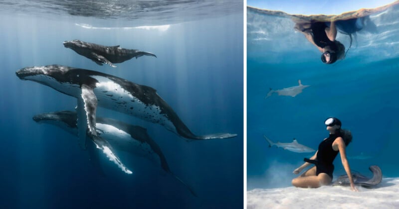 Left: Three humpback whales swim underwater in blue light. Right: A snorkeler in black gear floats above and sits near dolphins in clear, shallow water, with a bright surface reflection above.