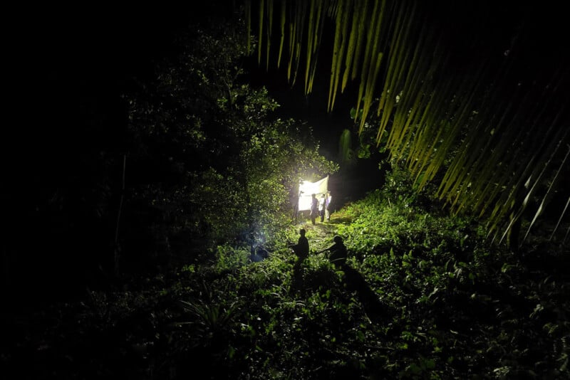 A nighttime scene in a dense jungle shows two people standing in front of a bright, illuminated sheet surrounded by lush green foliage, with tall palm leaves arching overhead and deep shadows cast on the ground.