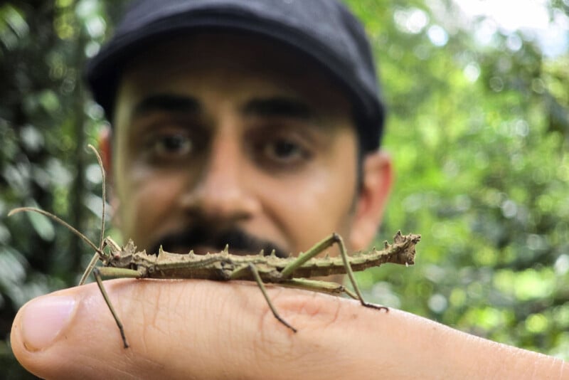A person wearing a black cap holds a camouflaged stick insect on their finger, with a blurred green forest background.