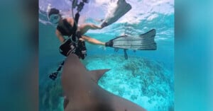 A scuba diver in snorkeling gear swims underwater near a large shark, extending a hand towards the animal while another diver is seen in the background above a coral reef.